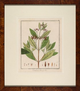 Hayne's Botanical in Burl 18