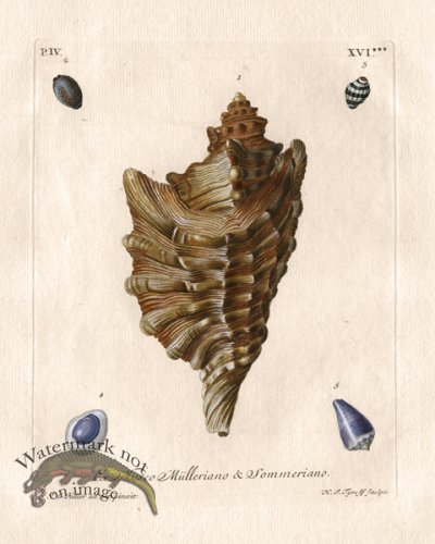 (image for) Knorr Shell 05