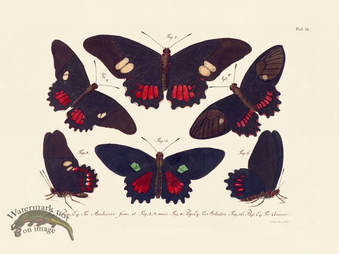 (image for) Jablonsky Butterfly 009