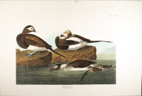 Land-Tailed Duck