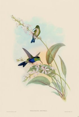 Gould Hummingbird 108