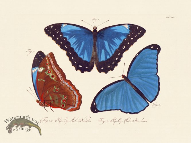 (image for) Jablonsky Butterfly 024