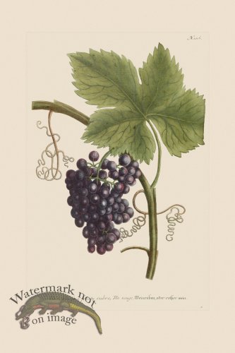 (image for) Weinmann PL 1016