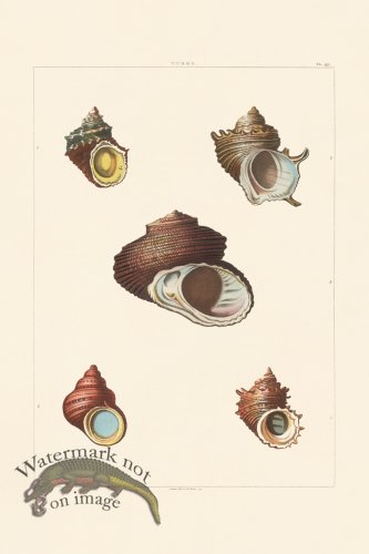 (image for) Perry Shell 49