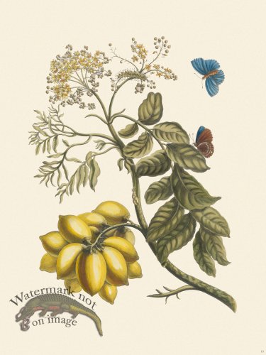 (image for) Merian Metamorphosis 13