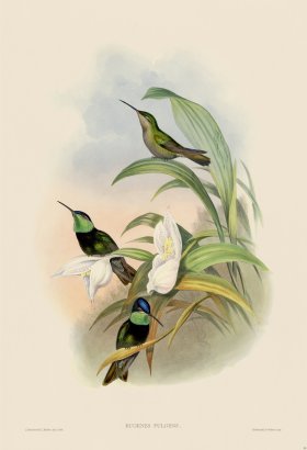 Gould Hummingbird 059