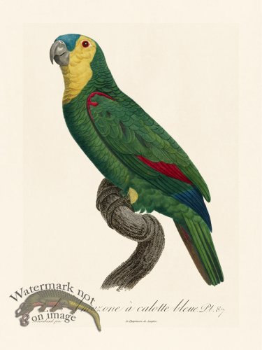 (image for) Barraband Parrot 087