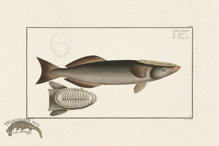 (image for) BLOCH FISH 172