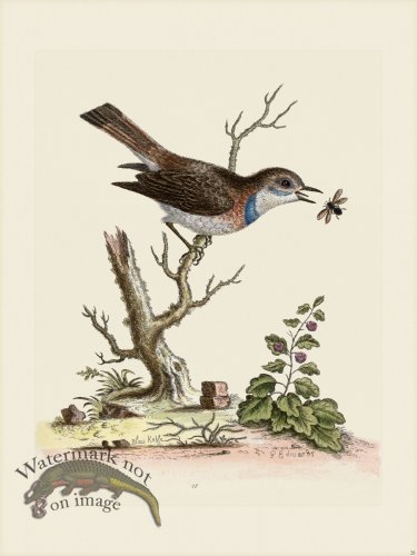 (image for) Edwards 028 Blue Redstart