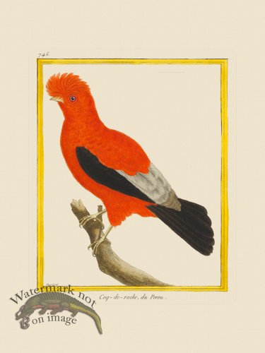 (image for) Martinet Bird 745