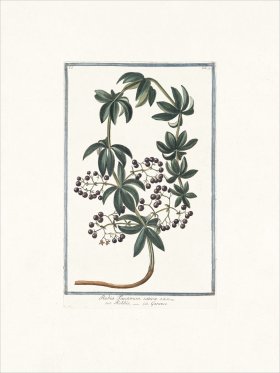 Bonelli 077 Tincture of the root