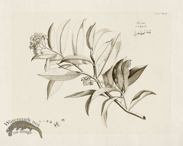 (image for) HORTUS VOl 05 48