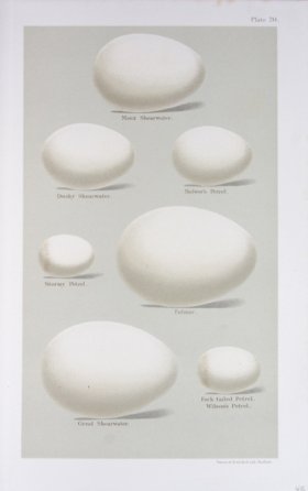 (image for) Seebohm Eggs 29