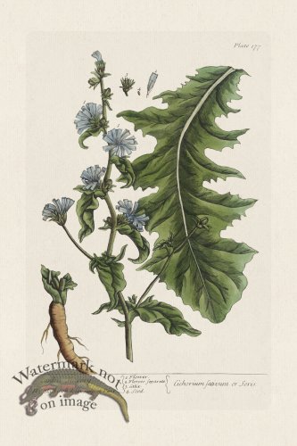 (image for) BEE 177 Garden Succory