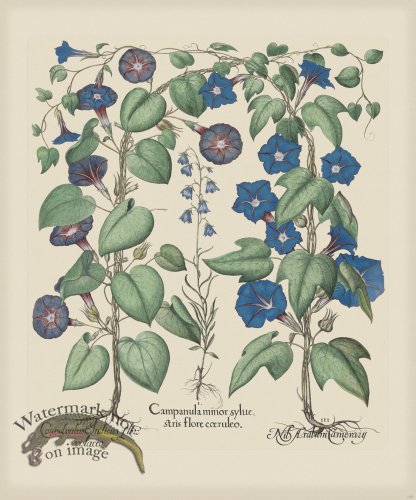 (image for) Besler 301 Colored B2