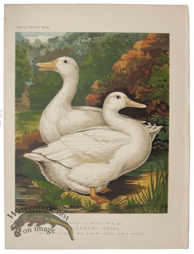 (image for) Aylesbury Ducks