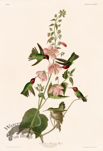 (image for) 425 Annas Hummingbird
