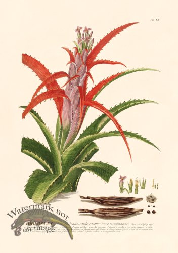 (image for) Trew Botanical 51