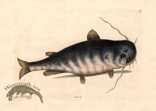 (image for) Catesby Fish 5