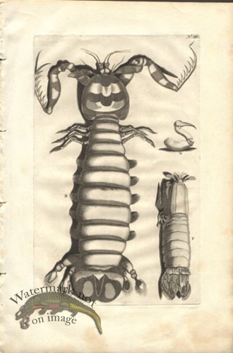 (image for) Rumphius 03