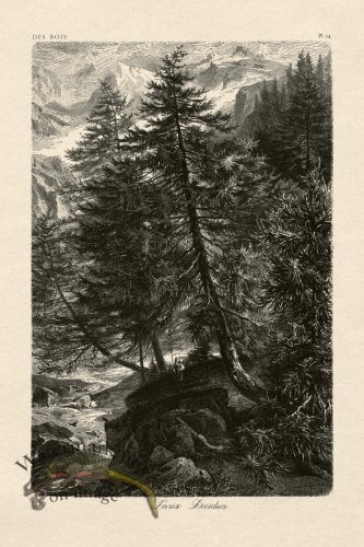 (image for) Hoefer Tree 14