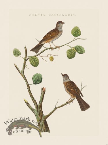 (image for) Nozeman Bird 207