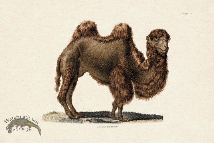 (image for) FNH 03 Camel