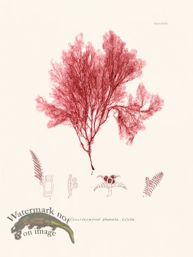 (image for) Bradbury Seaweed 118