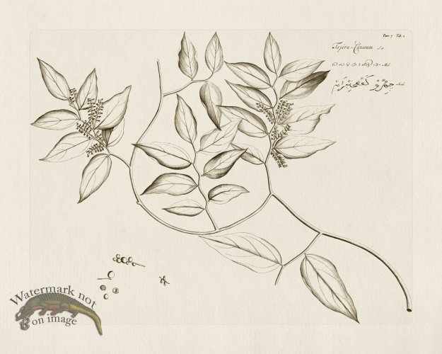 (image for) HORTUS VOl 07 02