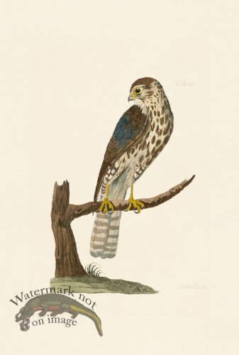 (image for) Pennant Zoology 124