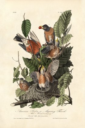 American Robin