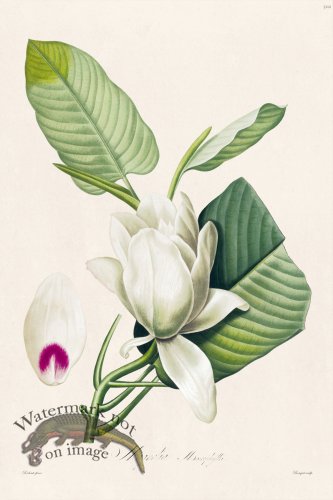 (image for) Les Liliacees Redoute 502