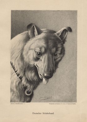1890s Dogs 34
