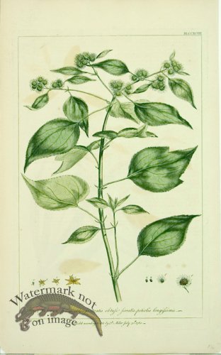 (image for) Philip Miller 061