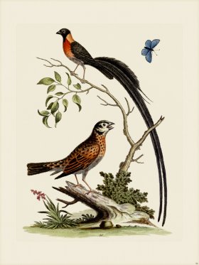 Edwards 086 Fringilla, macroura