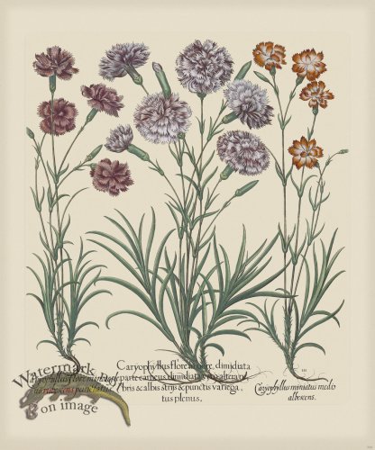 (image for) Besler 308 Colored B2