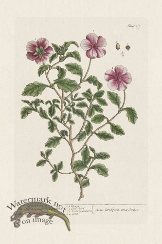 (image for) BEE 197 The Sweet Cistus of Candy