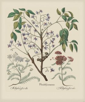 Besler 137 Colored B2