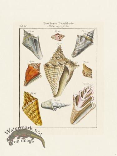 (image for) Martini Shells 043