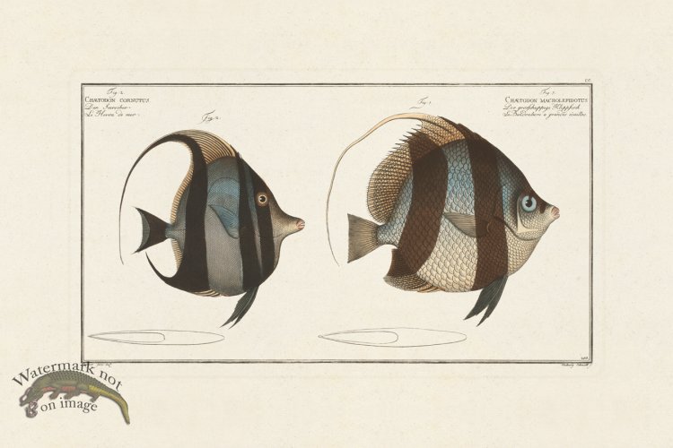 (image for) BLOCH FISH 200