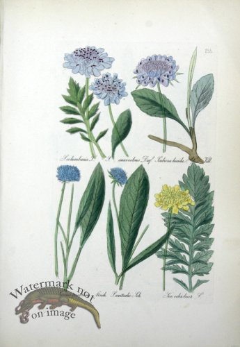 Deutschlands Flora 08