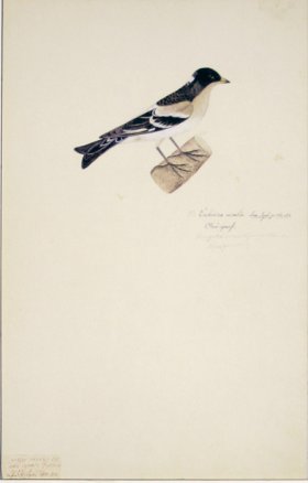 91 Swedish Birds . Emberiza Nivalis, Snow Bunting