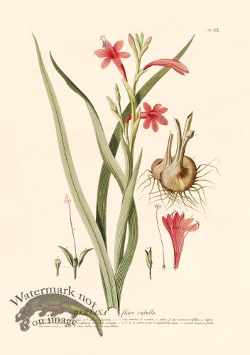 (image for) Trew Botanical 40