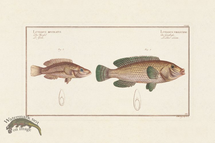 (image for) BLOCH FISH 254