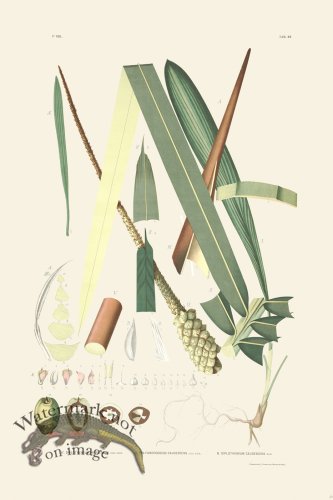 (image for) Rodrigues Palm Front 059