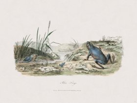 33 New Holland Caffowary