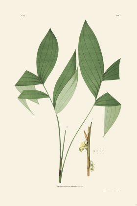 Rodrigues Palm Front 032