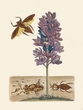 Merian Metamorphosis 56