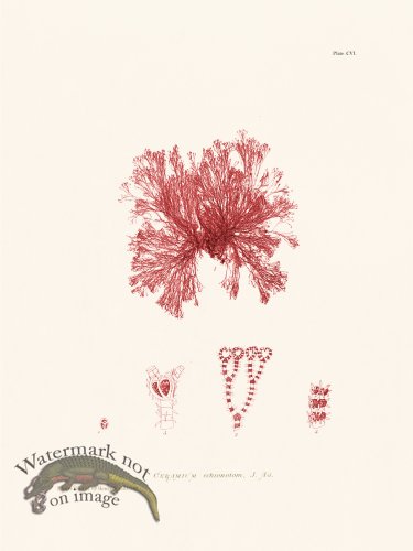 (image for) Bradbury Seaweed 106