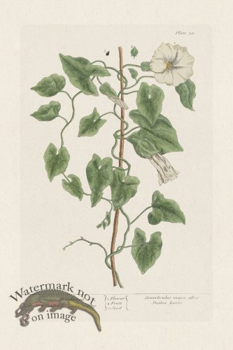 (image for) BEE 038 Great Bindweed